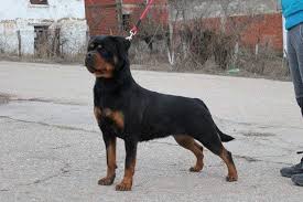 Check spelling or type a new query. German American And Serbian Rottweilers The Differences Uncovered Mississippi Rottweilers