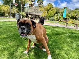 Yesterday was quite the agenda and pretty gorgeous out once the clouds  parted. We had a full lineup beginning with my adorable staycationer pack  Sierra, Daisy and @yosemite.theyellowlabrador Daisy killed another lambchop