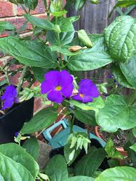 Image result for Thunbergia battiscombei