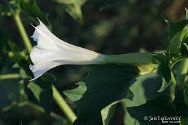 Image result for durman obecný květ