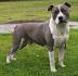 American Staffordshire Terrier - Description, Energy ...