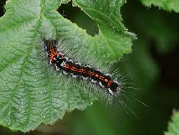 This caterpillar should not be confused with the very similar brown tail moth caterpillar (euproctis chrysorrhoea), whose hair can highly irritate the skin and cause temporary blindness in case of eye contact. Learnaboutbutterflies Com