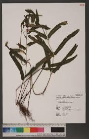 Image result for Lindsaea ensifolia