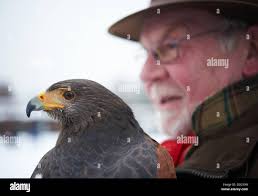 Hunting dog and hawk hi-res stock photography and images