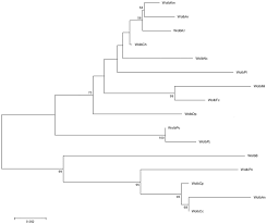 Melon aphid (melon, okra, eggplant, sweet potato, cottton, etc.) aleurodicus dispersus. Combination Of Genomic And Proteomic Approaches To Characterize The Symbiotic Population Of The Banana Aphid Hemiptera Aphididae