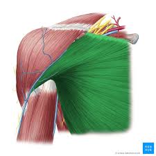 Learn how to draw chest muscles and give it a natural look using a blend tool. Pectoralis Major Origin Insertion Innervation Function Kenhub