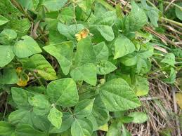 Image result for Rhynchosia mannii