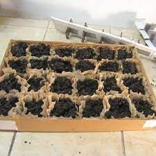 Make A Seed Starting Tray From Cardboard And Coffee Filters Seed Starters Frugal Gardening Starting Seeds Indoors