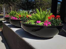 Spring Color Foxtail Ferns Petunias And Geraniums Foxtail Fern Landscaping Plants Urban Garden
