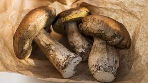 I funghi porcini sono una delle delizie dell'autunno: Pulire I Funghi Porcini Youtube