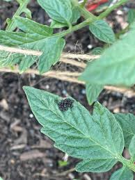 Image result for BLACKFLY ON TOMATO PLANTS
