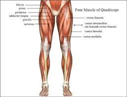 The muscle is responsible for flexing the hip and extending or straightening the knee. The 6 Absolute Best Quads Exercises You Can Do Quad Exercises Quadriceps Femoris Quadriceps Anatomy