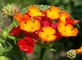 Image result for Lantana ukambensis