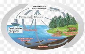 Siklus karbon alami dari atmosfer yang meliputi air dan karbondioksida yang diserap oleh tanaman melalui fotosintesis dan, setelah digunakan untuk kebutuhan hidup tanaman. Siklus Karbon Materi Siklus Air Air Bentuk Karbon Png Pngegg