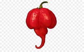 vegetable cartoon png download 488 550 free transparent habanero png download cleanpng kisspng vegetable cartoon png download 488