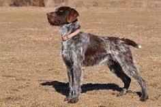 Wirehaired pointing griffon puppies for sale 2020 georgia. 110 Wirehaired Pointing Griffon Ideas Wirehaired Pointing Griffon Griffon Dog Hunting Dogs