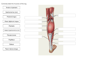 Pain and tenderness around your patellar tendon pain when bending or straightening the leg Solved Correctly Label The Muscles Of The Leg Tendon Of Chegg Com