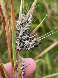 Image result for Digitaria appropinquata