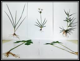 Bunga rumput grinting / rumput grinting latarbelakang rumput grinting ( cynodondactylon ) adalah jenis rumput yang memiliki kemampuan agak berlebihan. Pembuatan Herbarium Basah Dan Herbarium Kering