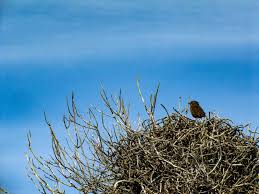 Birds With Their Nests Pictures Little Bird In A Big Ominous Nest Birds And Their Nests Bird Nature