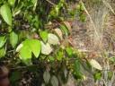 Image result for Croton pseudopulchellus