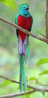 Birds That Start With Q In Spanish Look Out For The Elusive Quetzal In Costa Rica The National Bird Of Guatemala It Is An Iconic Bird In All Of Lati Beautiful Birds Pretty Birds Colorful Birds