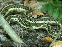 Green Garter Snake Garden Snakes Snake Forest Plants