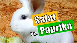 Was Kaninchen Wirklich Wollen Salat Oder Paprika Youtube