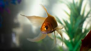 Ikan guppy merupakan jenis ikan hias air tawar denganbody kecilnya yang memiliki keindahan pada body, ekor serta corak warnanya. Budidaya Ikan Hias Yang Mudah Untuk Pemula Rumah Com