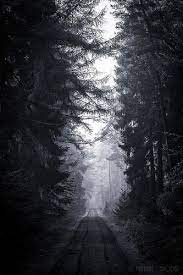 Dark Forest Dark Landscape Dark Forest Landscape Forest
