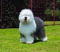 Amazon: old english sheepdogs