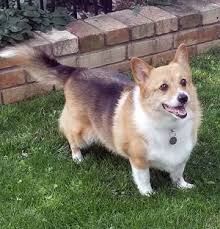 Indiana corgi dog rescue group directory. Dog For Adoption Meg A Pembroke Welsh Corgi In Chesterfield Mo Petfinder