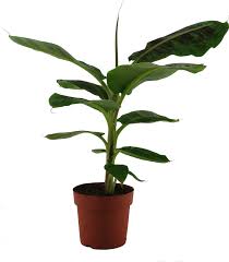 Image result for Musa Cavendish