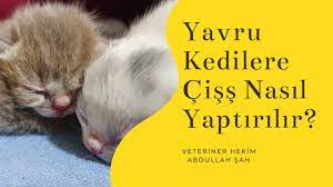 yeni dogmus yavru kedilere nasil kaka ve cis yaptirilir yavrukedi bakimi youtube