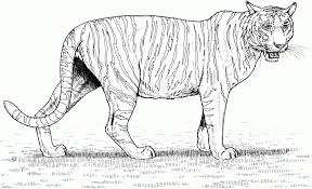 Esl printable wild animals vocabulary worksheets, picture dictionaries, matching exercises, word search and crossword puzzles, missing letters in picture dictionary and classroom poster esl printable worksheets for kids to study and learn wild animals, undomesticated animals vocabulary. Free Printable Tiger Coloring Pages For Kids Animal Coloring Pages Coloring Pages Tiger Sketch