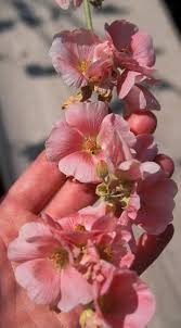 Image result for Palisota ambigua