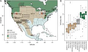 Adults normally measure about eighteen inches (45. Multiple Genetic Changes Underlie The Evolution Of Long Tailed Forest Deer Mice Biorxiv