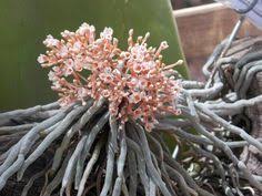 Image result for Microcoelia corallina