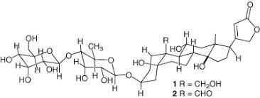 Image result for Ptycholobium contortum