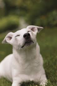 cat at okc animal welfare responsible pet ownership means providing adequate water food shelter and veterinary care for the animals in you hunde tiere blinde