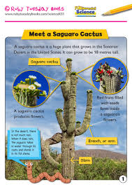 What is it about the unusual looking varieties of cacti that have made them a much loved or much disliked member of the plant world? Habitats Meet A Saguaro Cactus Teaching Resources