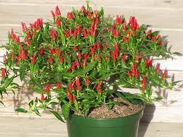 Rollingstone S Image Stuffed Hot Peppers Hot Peppers Plants Hot Pepper Seeds