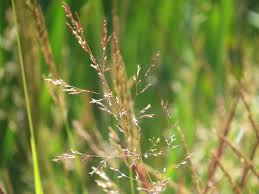 Image result for Agrostis taylorii