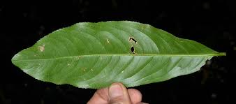 Image result for Gomphia