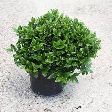 Image result for Carissa