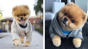 View our selection of maltipoo pups for sale and bring home your new friend today! 88 Must Follow Dogs Of Instagram Accounts Sunset Veterinary Clinic