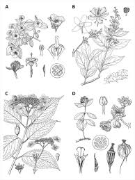 Image result for Hydrangeaceae