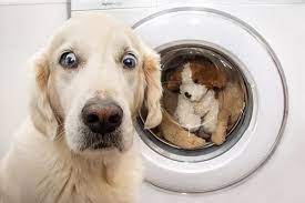 Prewash is an option that is available on some cycles to allow loads to be pretreated prior to the actual wash cycle. What Is Prewash In A Washing Machine And Why Is It Needed