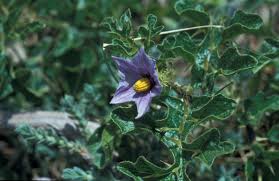 Image result for Solanum anguivi
