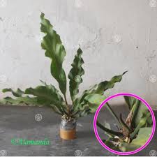 Gelombang cinta sempat menjadi tanaman hias paling populer pada tahun 2010, hingga pada kala itu harganya tanaman hias cemara norfolk, memiliki nama latin araucaria heteropylla. Jual Tanaman Gelombang Cinta Hp 085608566034